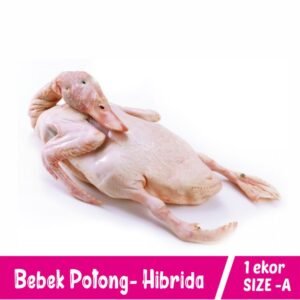 Bebek Hibrida - Size A