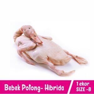 Bebek Hibrida - Size B