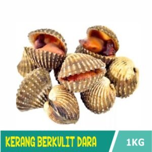 Kerang Dara Kulit