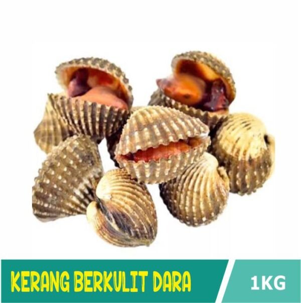 Kerang Dara Kulit