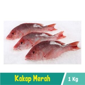 Ikan Kakap Merah
