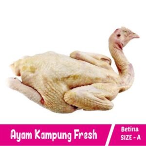 Ayam Kampung Betina Size -A