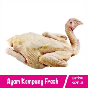 Ayam Kampung Betina Size -B