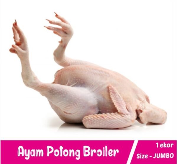 Ayam Broiler Size JUMBO
