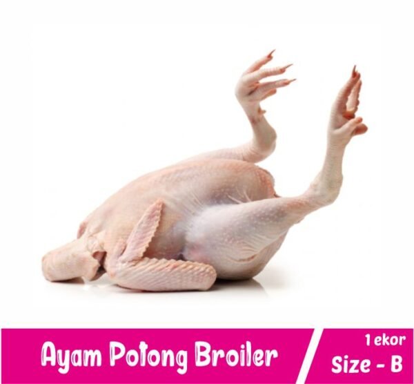 Ayam Broiler Size B