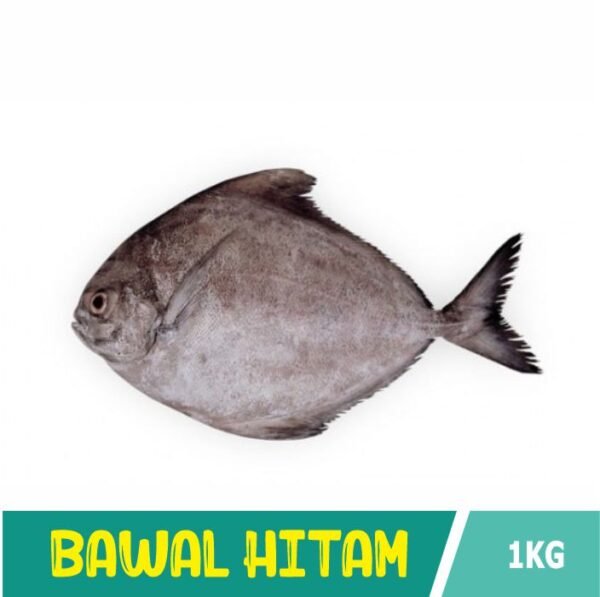 Ikan Bawal Hitam/ Bawal Abu