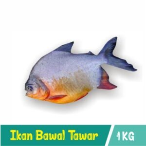 Ikan Bawal Tawar