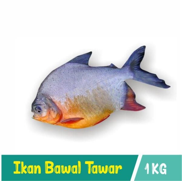 Ikan Bawal Tawar