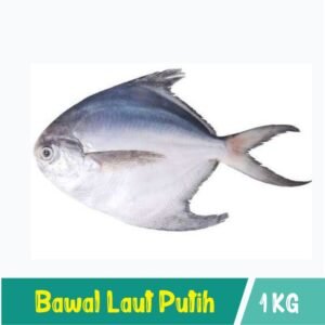 Ikan Bawal Putih