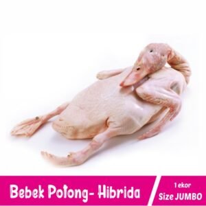 Bebek Hibrida - Size Jumbo