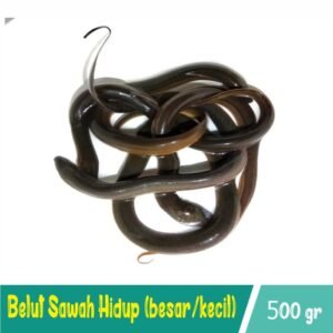 Belut  Besar 500gr