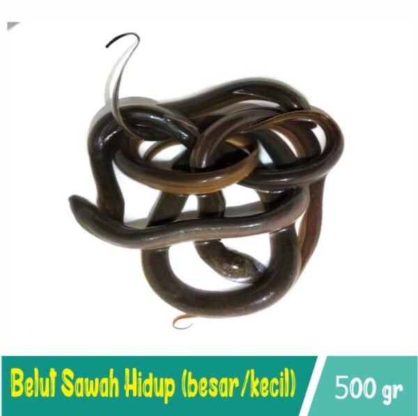 Belut  Besar 500gr