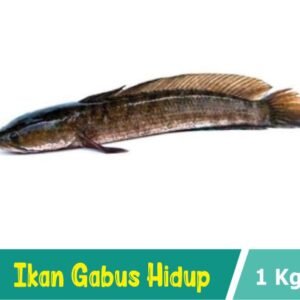 Ikan Gabus