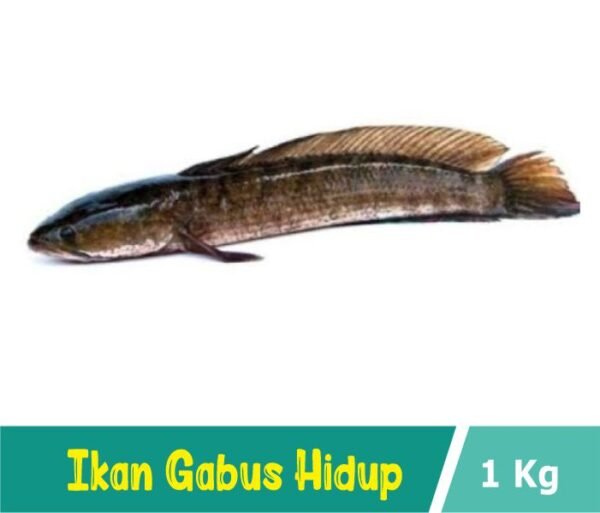 Ikan Gabus