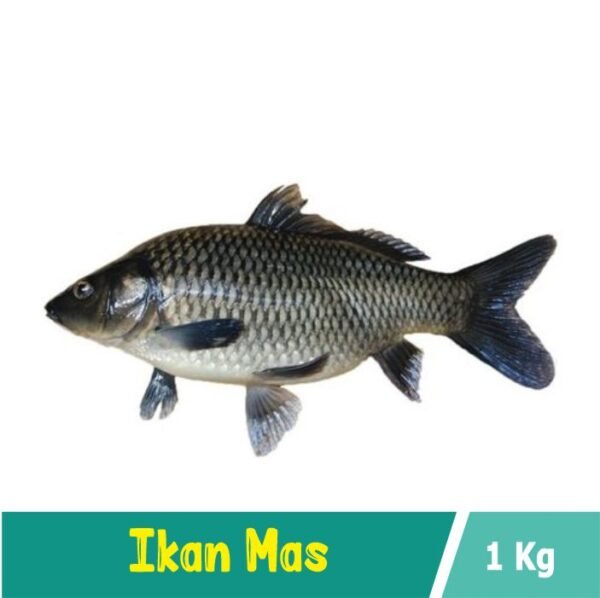 Ikan Mas