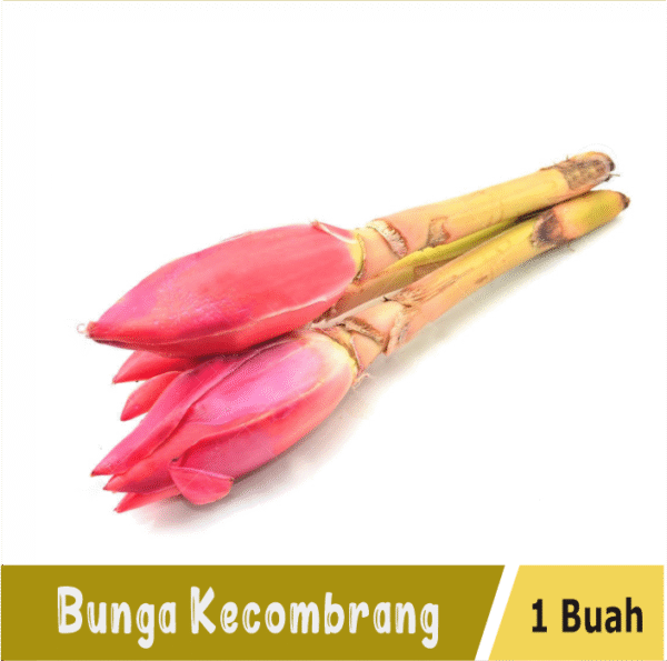 Bunga Kecombrang 1 Buah