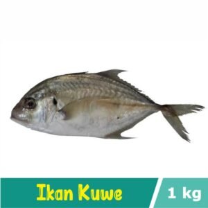 Ikan Kuwe / Ikan GT