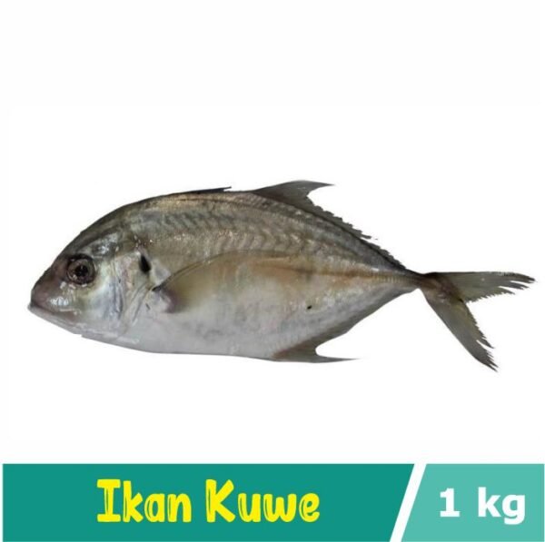 Ikan Kuwe / Ikan GT