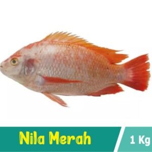Ikan Nila Merah