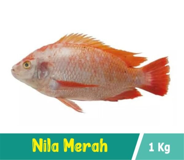 Ikan Nila Merah