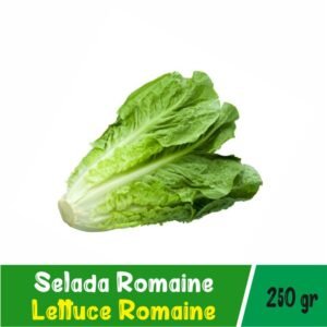 Selada Romaine