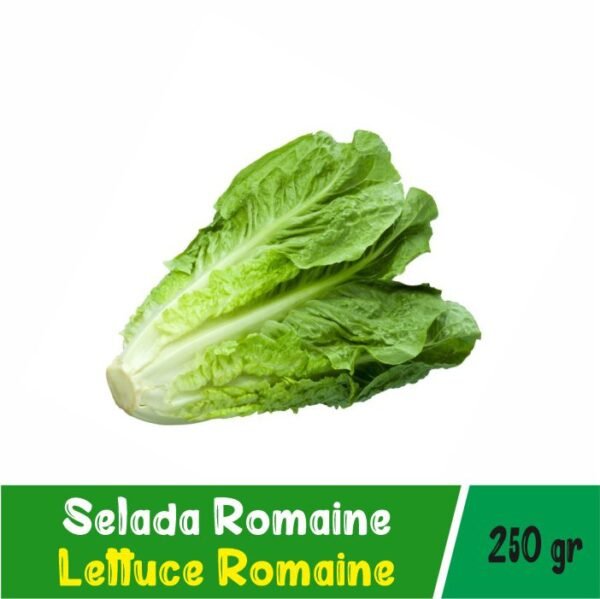 Selada Romaine