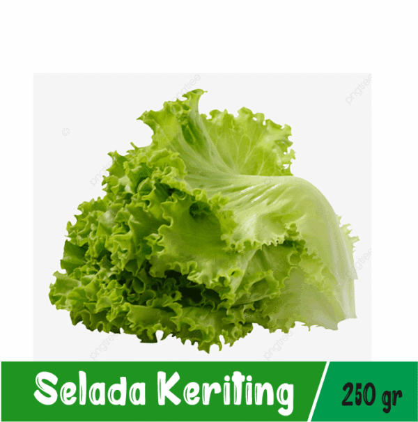 Selada Keriting
