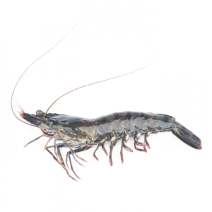 Udang Windu / Udang Pancet Segar - Size B